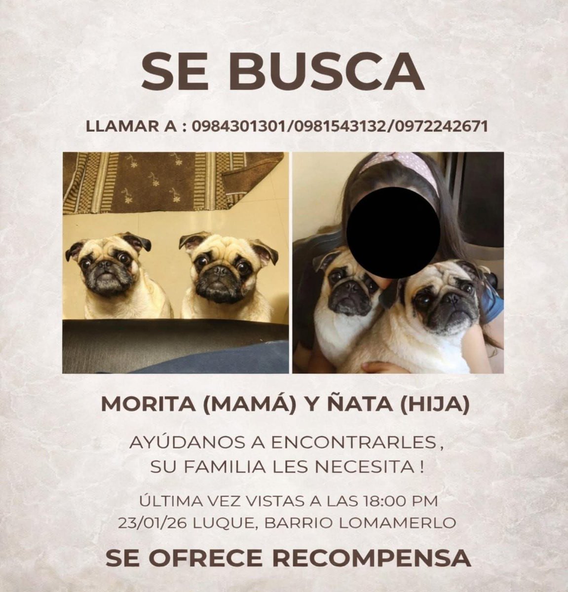 Se buscan 2 perritas Pug en luque, se perdieron viernes a las 18:00hs. en loma merlo 
Contactos: 0984.301.301 - 0981.543132
Favor compartir! Gracias!