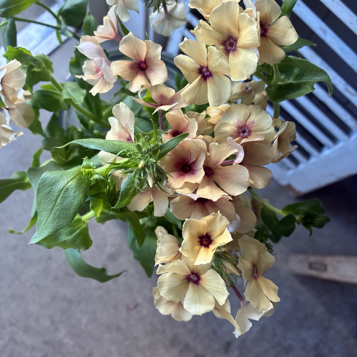 さくらんぼ Sakuranbow (@sakuranbow20) / Posts / X