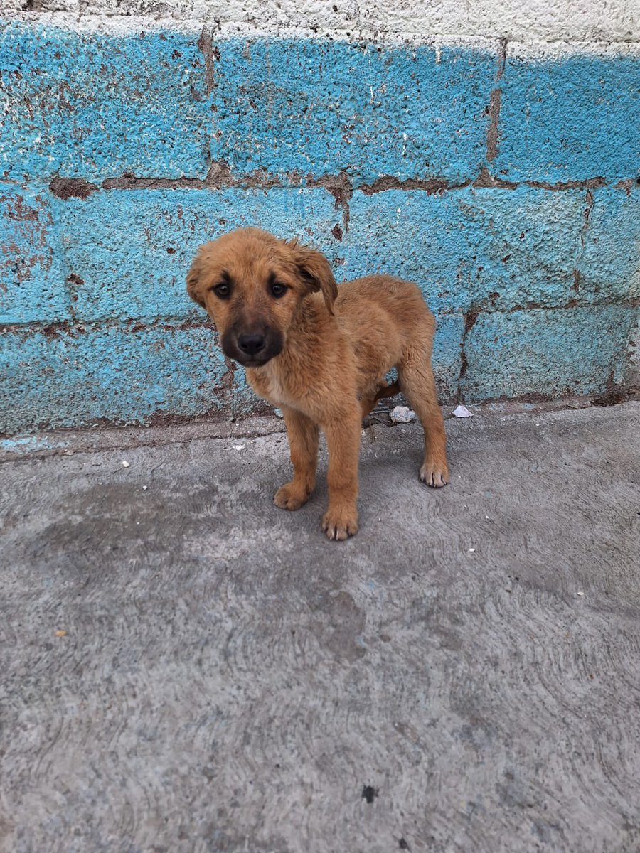 HELA_MORE's tweet photo. Estos bebés se quedaron ahí,nadie ofreció ayuda,ojalá mañana salga resguardo para ellos.

Por favor ayúdenos a compartir.🙏🏼 https://t.co/5INBFPSban