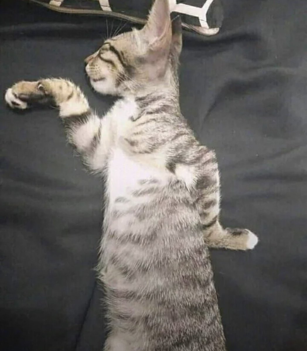 catshouldnt's tweet image. 