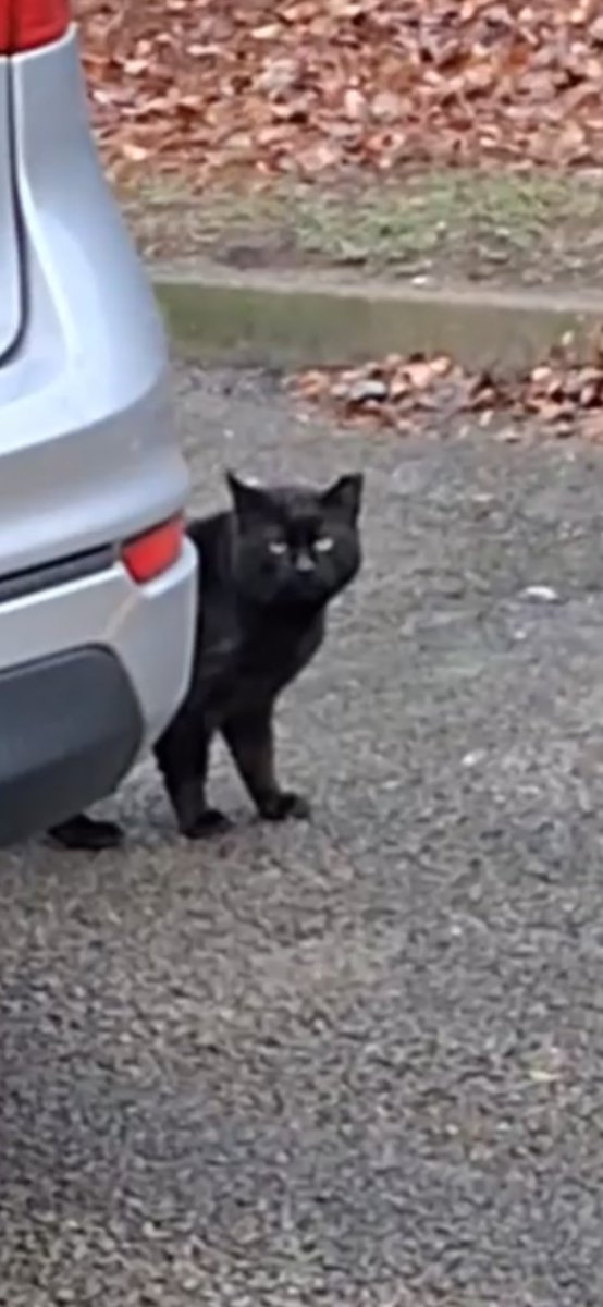gandolf_s's tweet photo. Many were concerned about my 10 colonies not having shelters. They cost $25 each and many get put in the garbage the next day, so try again, make another one. One person donated for a shelter  for the black kitty after someone threw away the shelter❤️🙏.  With a 💔 told cannot leave a shelter it too will be thrown away again. He is still in the parking lot. This is the property of a detention center and completely heartless just like the food being thrown away. No humanity. BUT yes will still go and leave another and another…💔