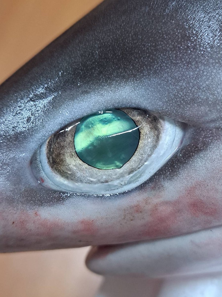 この深海ザメの目、チラシの1枚目に使っています🦈

深海の生きものは、その不思議な仕組みを知れば知るほど惹かれます。

まずは実物の存在感を感じてもらえると嬉しいです✨