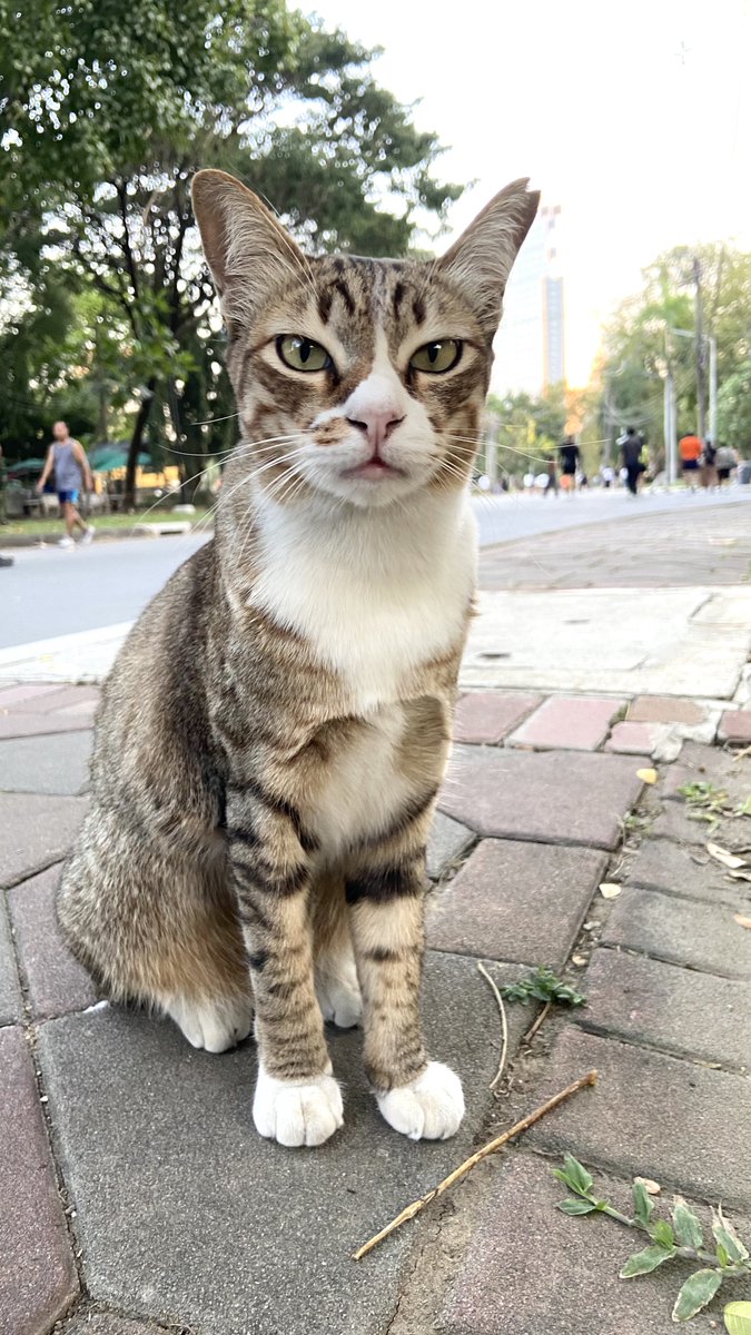 Graziataemin21's tweet image. ชีมีรูปปั้นจริงๆ แต่ไฮไลท์ตรงสะพานเล็กๆเชื่อมไปตรงกลางจะมี 3-4 ตัวนอนให้นททถ่ายเลย แบบพี่ดารามาก มีตัวนึงปากแดงสุดไรสุด นอกจากเหี้ยก็ยังมีน้องแมวด้วย ใครไปสวนลุมคือเติมแมวได้ฉ่ำปอด ไม่รู้มีกี่ตัวแต่แมวไม่กลัวคนแถมคนแวะให้เปียกกะหนมฉ่ำ สะอาดขนนุ่ม ที่นี่แมวส้มตัวเมียเจอเยอะมาก