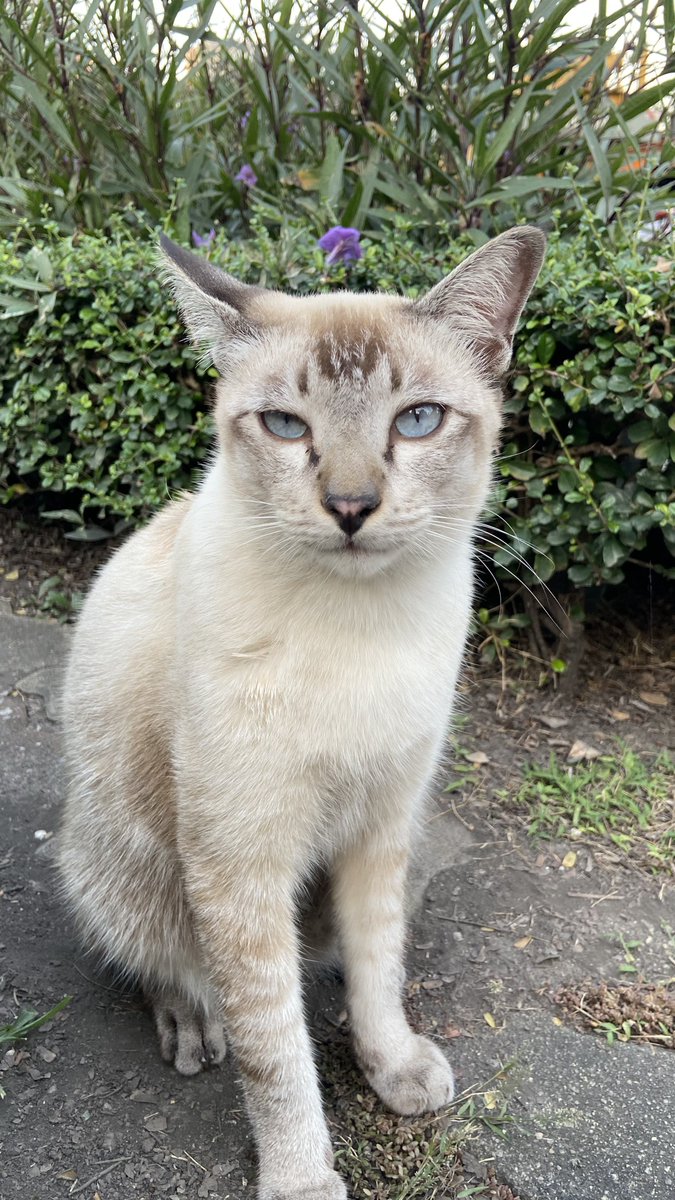 Graziataemin21's tweet image. ชีมีรูปปั้นจริงๆ แต่ไฮไลท์ตรงสะพานเล็กๆเชื่อมไปตรงกลางจะมี 3-4 ตัวนอนให้นททถ่ายเลย แบบพี่ดารามาก มีตัวนึงปากแดงสุดไรสุด นอกจากเหี้ยก็ยังมีน้องแมวด้วย ใครไปสวนลุมคือเติมแมวได้ฉ่ำปอด ไม่รู้มีกี่ตัวแต่แมวไม่กลัวคนแถมคนแวะให้เปียกกะหนมฉ่ำ สะอาดขนนุ่ม ที่นี่แมวส้มตัวเมียเจอเยอะมาก