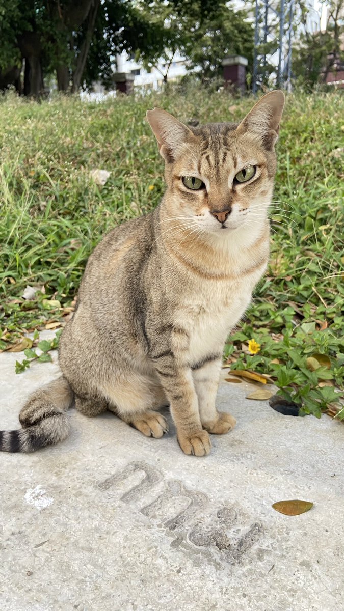 Graziataemin21's tweet image. ชีมีรูปปั้นจริงๆ แต่ไฮไลท์ตรงสะพานเล็กๆเชื่อมไปตรงกลางจะมี 3-4 ตัวนอนให้นททถ่ายเลย แบบพี่ดารามาก มีตัวนึงปากแดงสุดไรสุด นอกจากเหี้ยก็ยังมีน้องแมวด้วย ใครไปสวนลุมคือเติมแมวได้ฉ่ำปอด ไม่รู้มีกี่ตัวแต่แมวไม่กลัวคนแถมคนแวะให้เปียกกะหนมฉ่ำ สะอาดขนนุ่ม ที่นี่แมวส้มตัวเมียเจอเยอะมาก