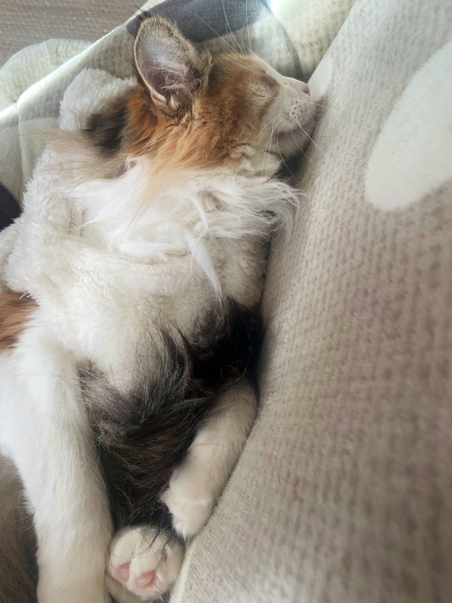 無防備にゃんこ🐈