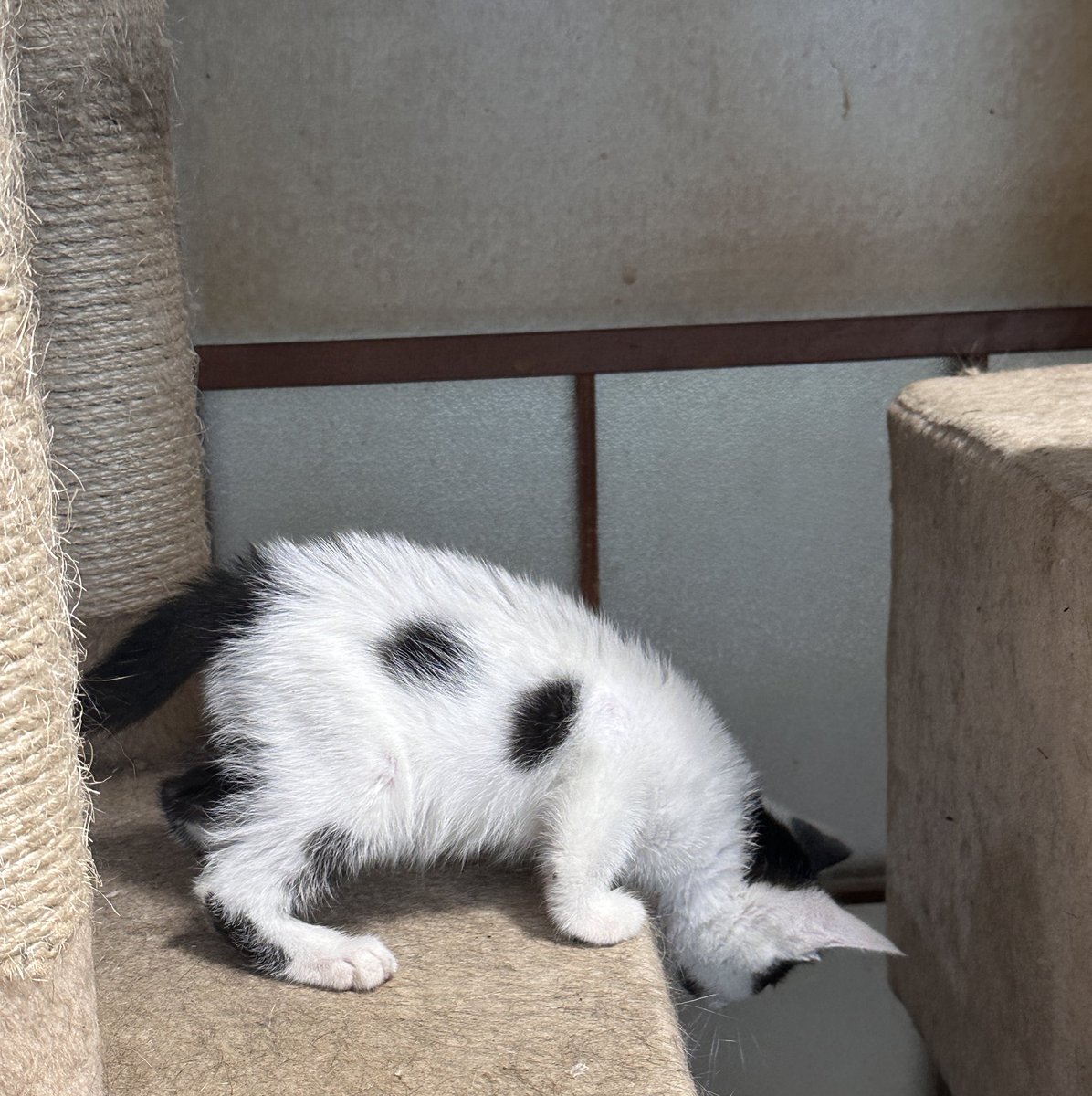 まめちゃん、自分の名前をまめちゃんだと思ってそうだけど 本当は