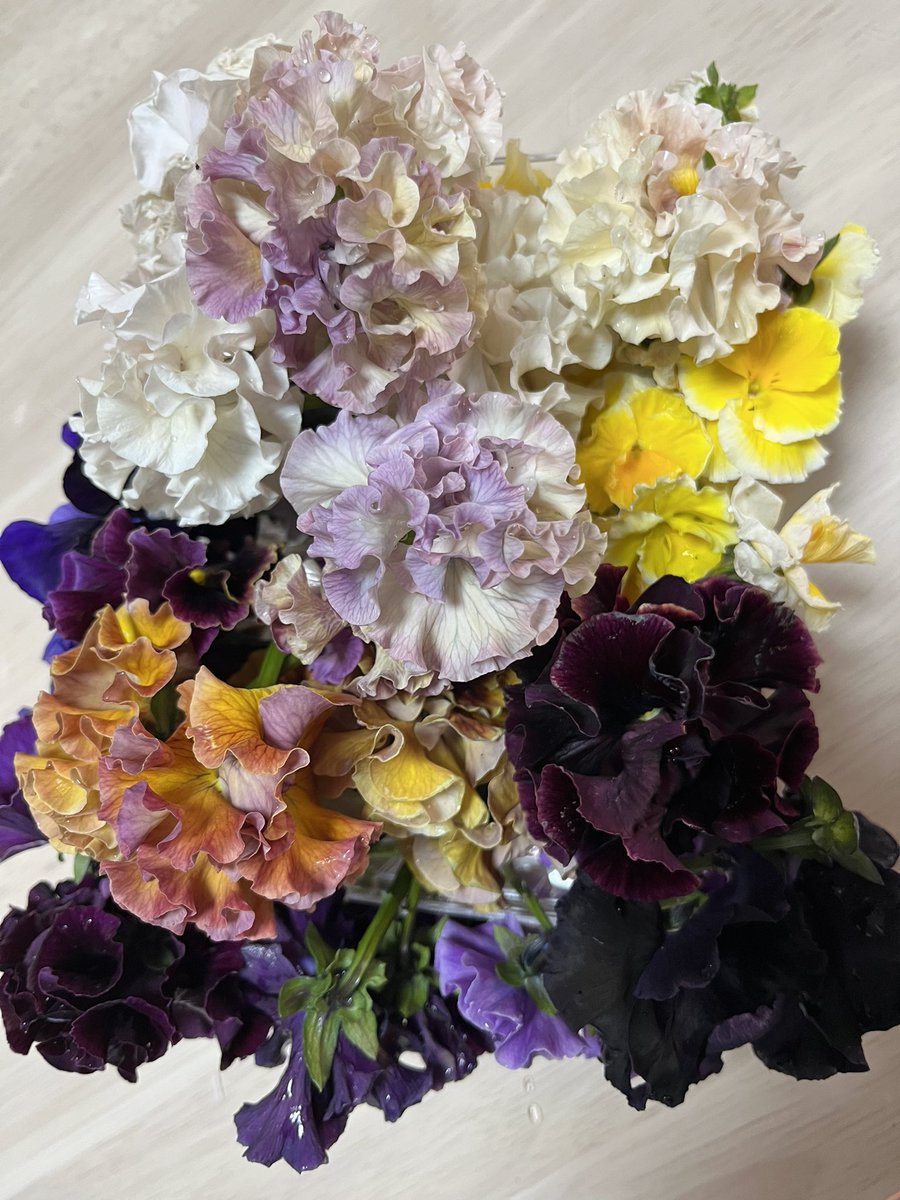 たんぽぽ (@Tanpopo3355) / Posts / X