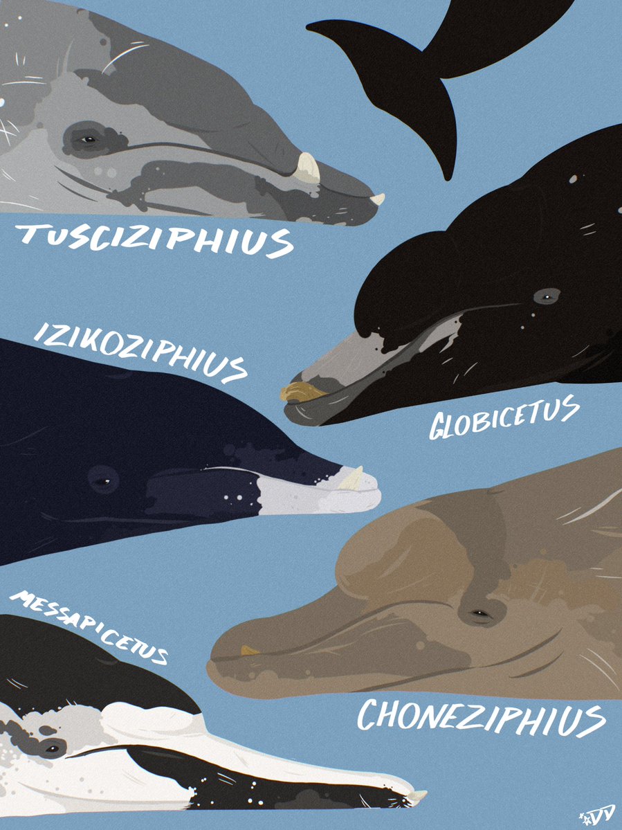 Here’s a selection of some incredible prehistoric beaked whales you’ve never heard of 🧵.

#paleoart