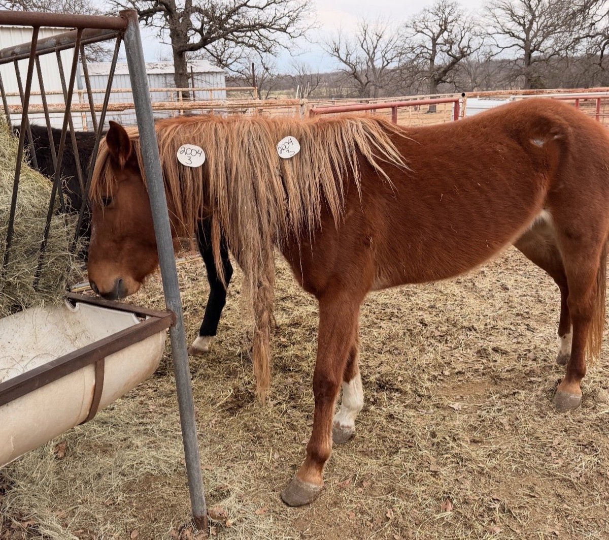 skydogsanctuary's tweet image. Thanks to donors, Moonshadow &amp;amp; Rapunzel are safe in Quarantine with medical care and a refeeding plan. They will need at least 45 days there to regain weight, health &amp;amp; strength for the ride to #skydogsanctuary in Oregon. Imagine them running free in a herd, fat, glossy &amp;amp; happy.