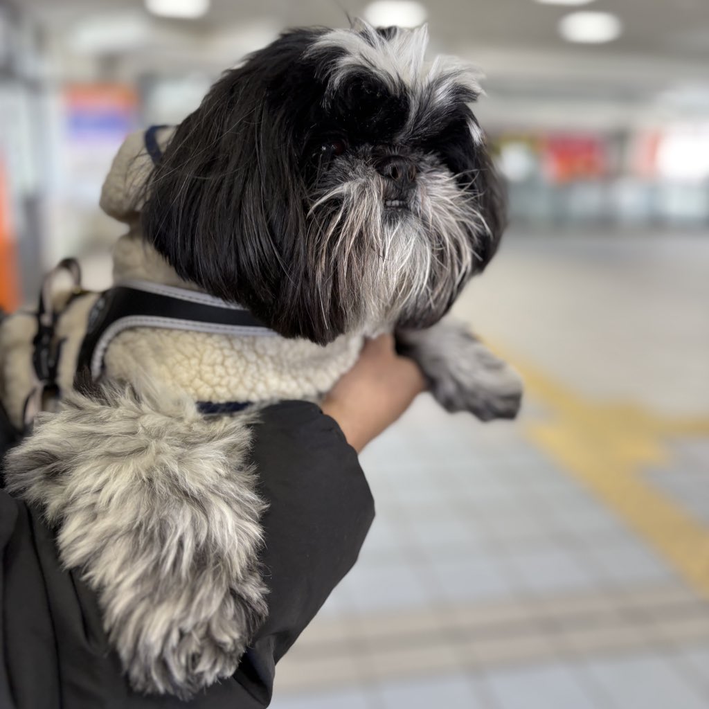 駅でお見送りしてくれたdog