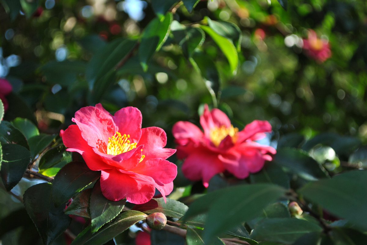 momochaaanmac's tweet photo. ⛲️
#D3000 #Nikon #スナップ #snap #大濠公園 #写真好きな人と繋がりたい https://t.co/hTrpi0L5wz
