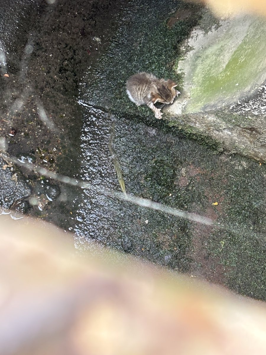 meeayusri's tweet photo. Salam, ada tak anyone yg ada ibu tumpang? Anak2 ni smlm jatuh dlm longkang besar. Hari ni sekor mati sbb smlm dia jatuh dlm air longkang kesejukan. Mak dia dah taknak susukan 😢 https://t.co/KKgqlEMSpd