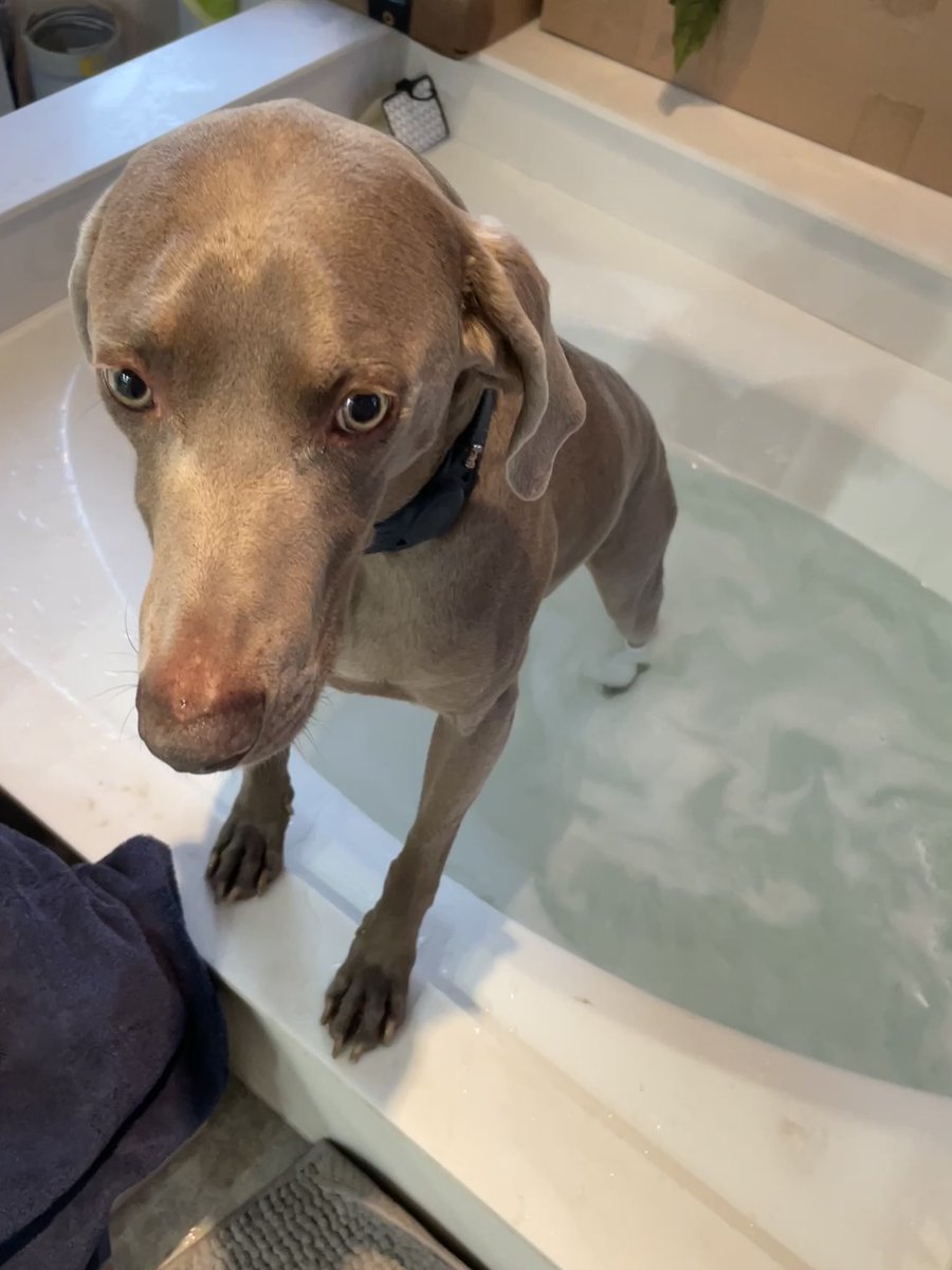doggydoriangray's tweet photo. Bathtub secured.
Water warm.
Human confused.
I regret nothing. 🛁🐾
#TubThief #WeimTime #HydroHomie #NoPersonalSpace https://t.co/V7fx5osWWP