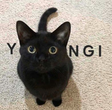 syubgiryeok7's tweet image. 🐈‍⬛