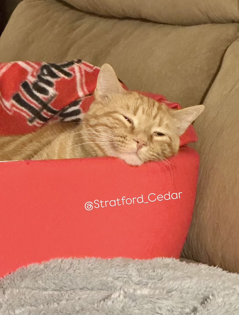Night night, furriends! The winter weather arrived today. The Editor had to go to work this morning when we had -30°F windchills! Thankfully, I am a well loved house cat. I am warm and cozy in my comfy bed. 

We hope all of you impacted by this storm are safe! 

-Stratford 🧡🥶