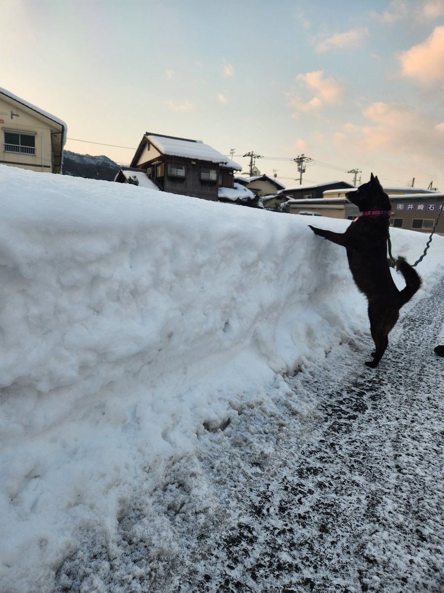 甲斐犬　鎧鷲と鈴蘭 (@kaiken1222) on Twitter photo 