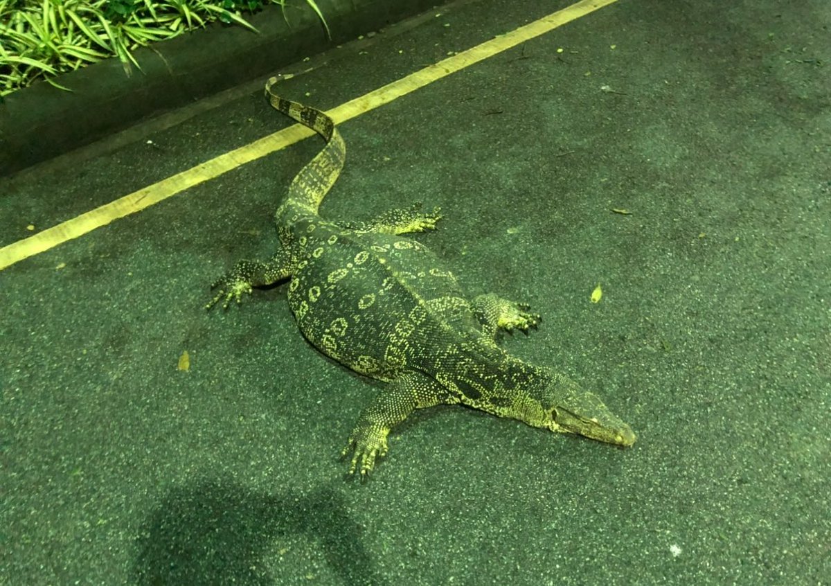 แล้วน้องอ้วนตุ้บมาก ได้รับการเลี้ยงดูอย่างดี คนไทยเลี้ยงตัวอะไรก็อ้วนหมดไม่เกินจริง