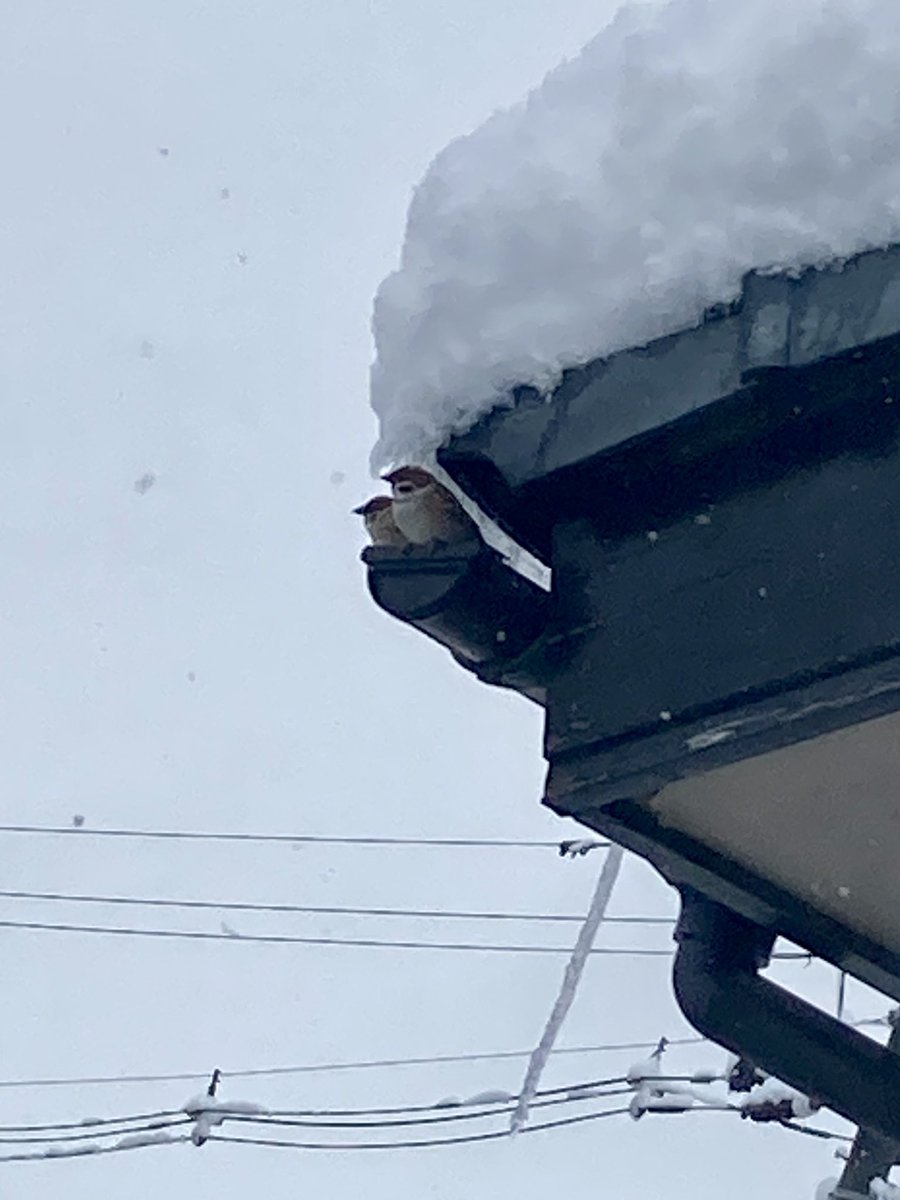 fukkyun0418's tweet photo. 雪やどり https://t.co/d1b8G7LP7C