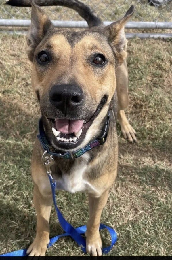 LisaBrabson's tweet image. SANDY #A384406 2yo
Precious little pixie, such an adorable heart shaped face,amazing grin,she is IRRESISTIBLE!
Bright happy disposition,a bit worried at Shelter, but in a loving home she will thrive!
Easy going,full of life &amp;amp; ❤️ 
PLZ #ADOPT #FOSTER OR #PLEDGE FOR RESCUE #TEXAS