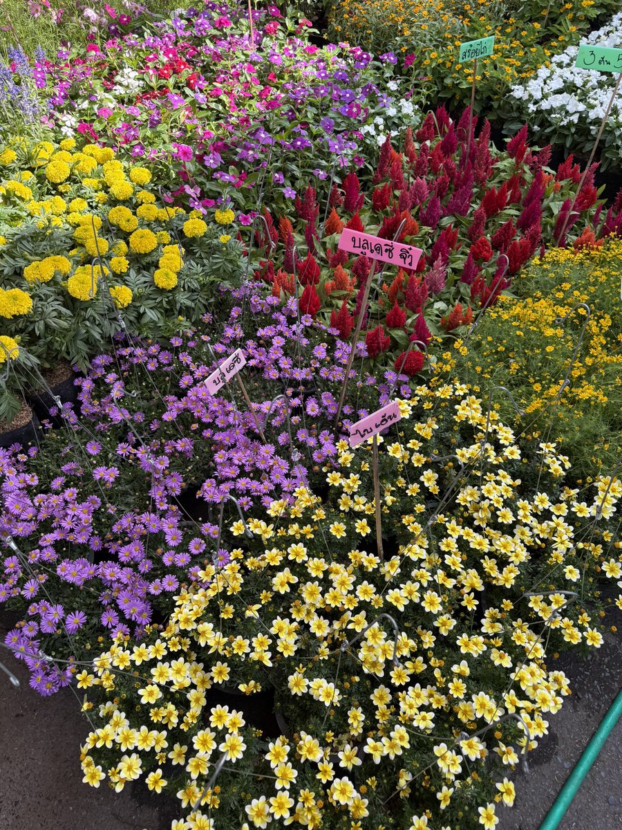 ภาษาดอกไม้