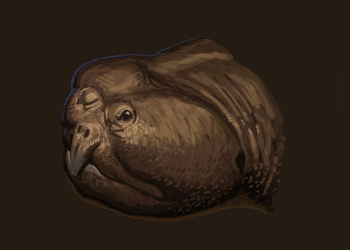 Results from the Flocking #paleostream!

Platycerabos, Mixosaurus, Tetrameryx and Hyperodapedon