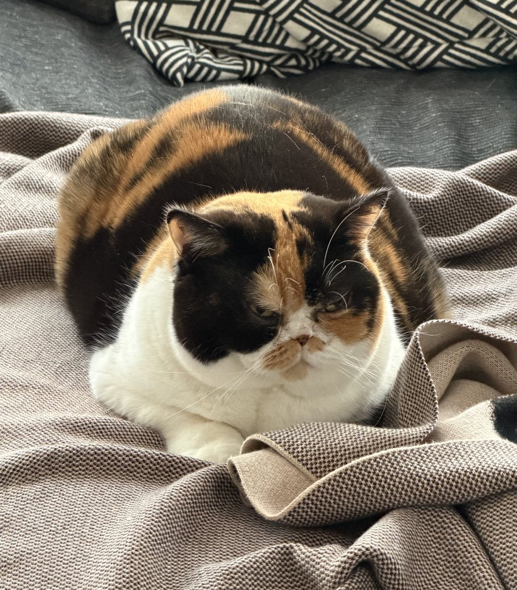 あほねこ maxresdefault.jpg