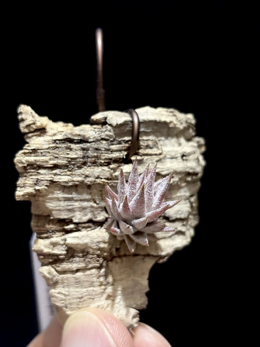 m*c様 新春オークション イオナンタバンハイミノール チランジア イオナンタ バンハイニンギー ミノール Tillandsia