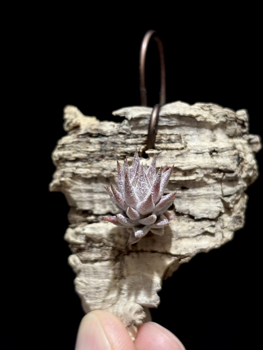 m*c様 新春オークション イオナンタバンハイミノール チランジア イオナンタ バンハイニンギー ミノール Tillandsia