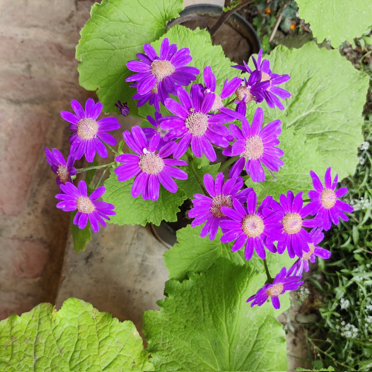 Good morning friends 🌹🙏 
Flowers #gardening #nature