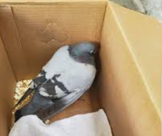 pigeonsight's tweet photo. @naiivememe Bro why did you have to remind me today https://t.co/PlDjkhGnV8