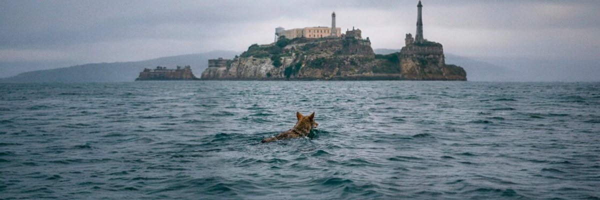 mininggpu89444's tweet image. $COYOTE is a very inspirational dog with political ties to California 🇺🇸 next political runner?