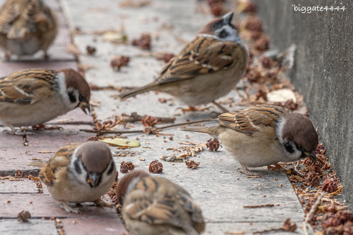 すずめページ biggate4444@毎日スズメ今年で8年目 (@biggate43) / Posts / X