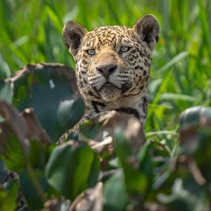 Axerw2020's tweet image. #NuevaFotoDePerfil