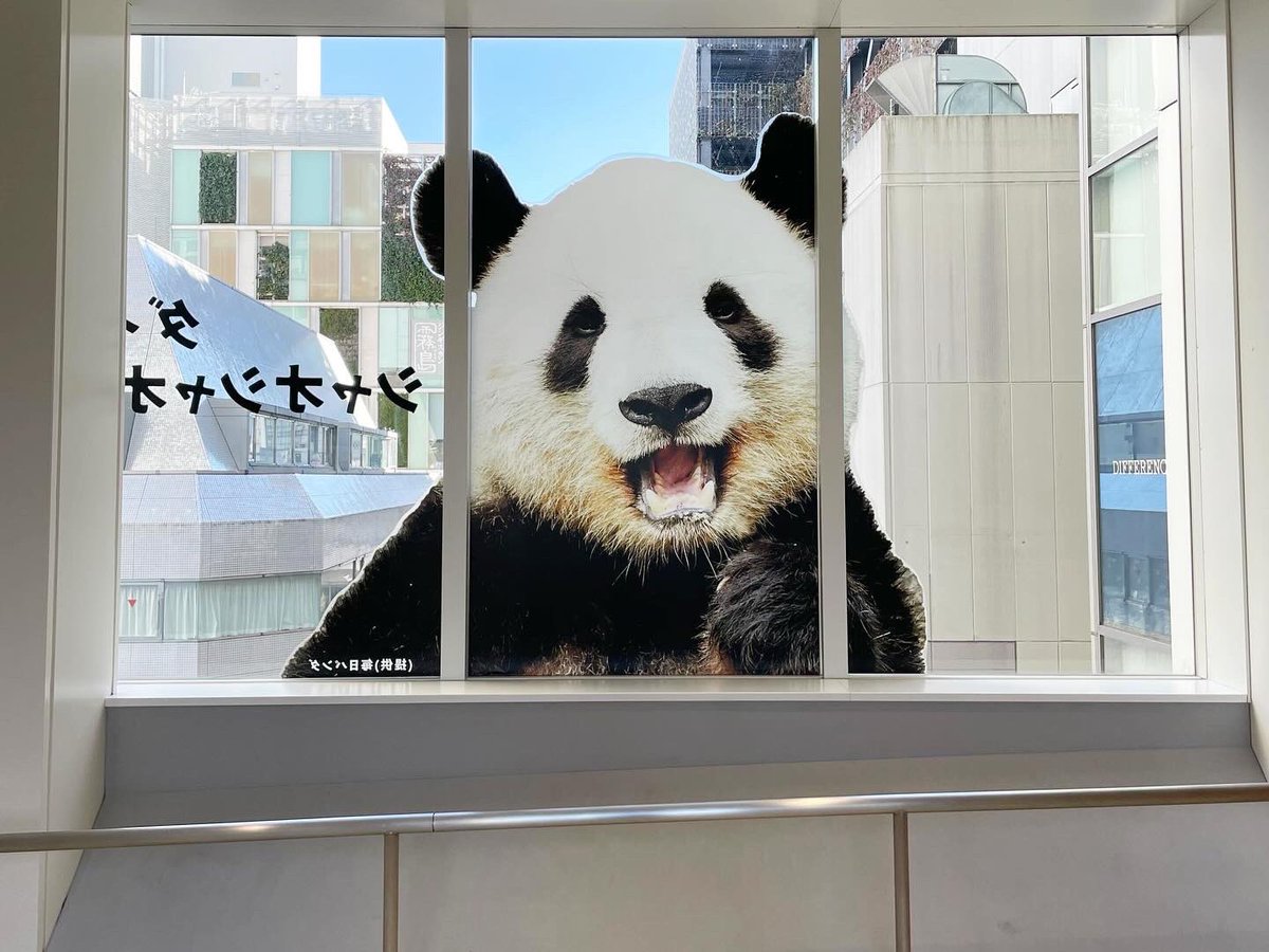 ❤️パンダ❤️ 女の子グッズ #パンダファクトリー