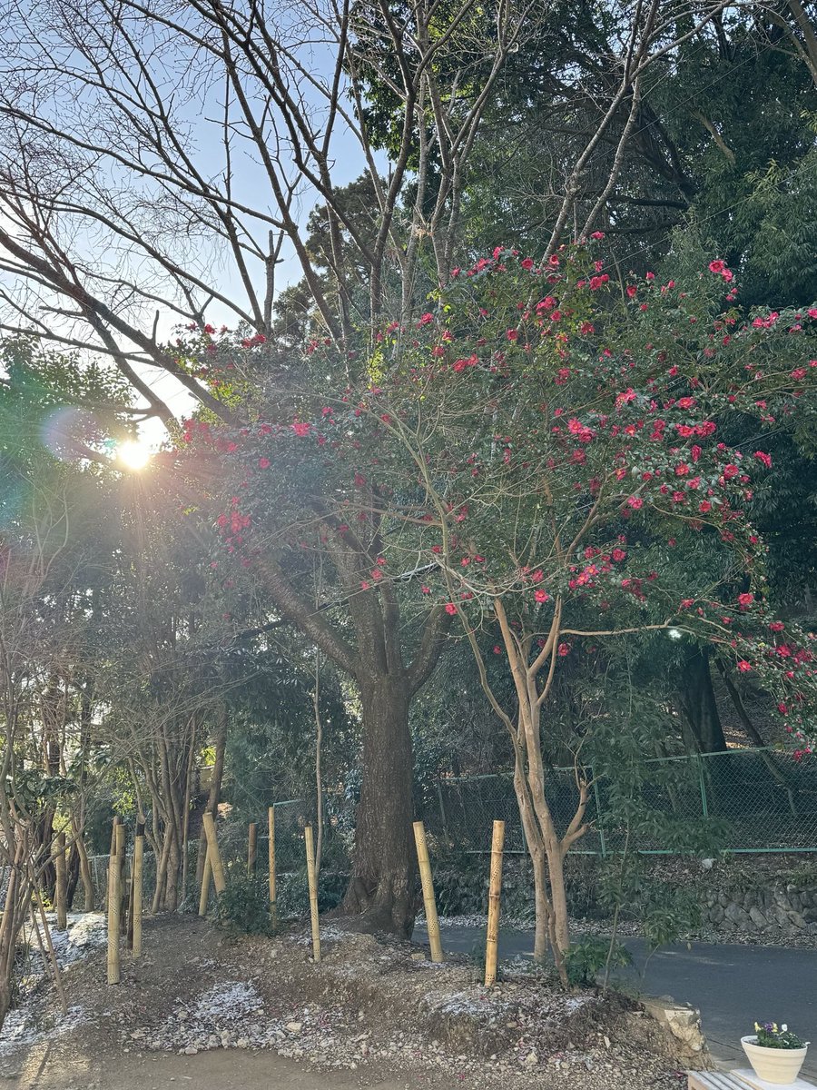 The_Stone_Oishi's tweet photo. Camellia flowers are in full bloom at #TheStone. 🌺
A quiet moment surrounded by nature in Sagano, Kyoto. ✨ https://t.co/GMJRrp1rUN