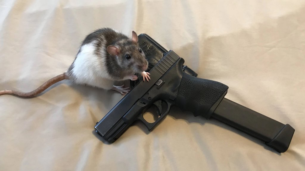 67% of rats own firearms