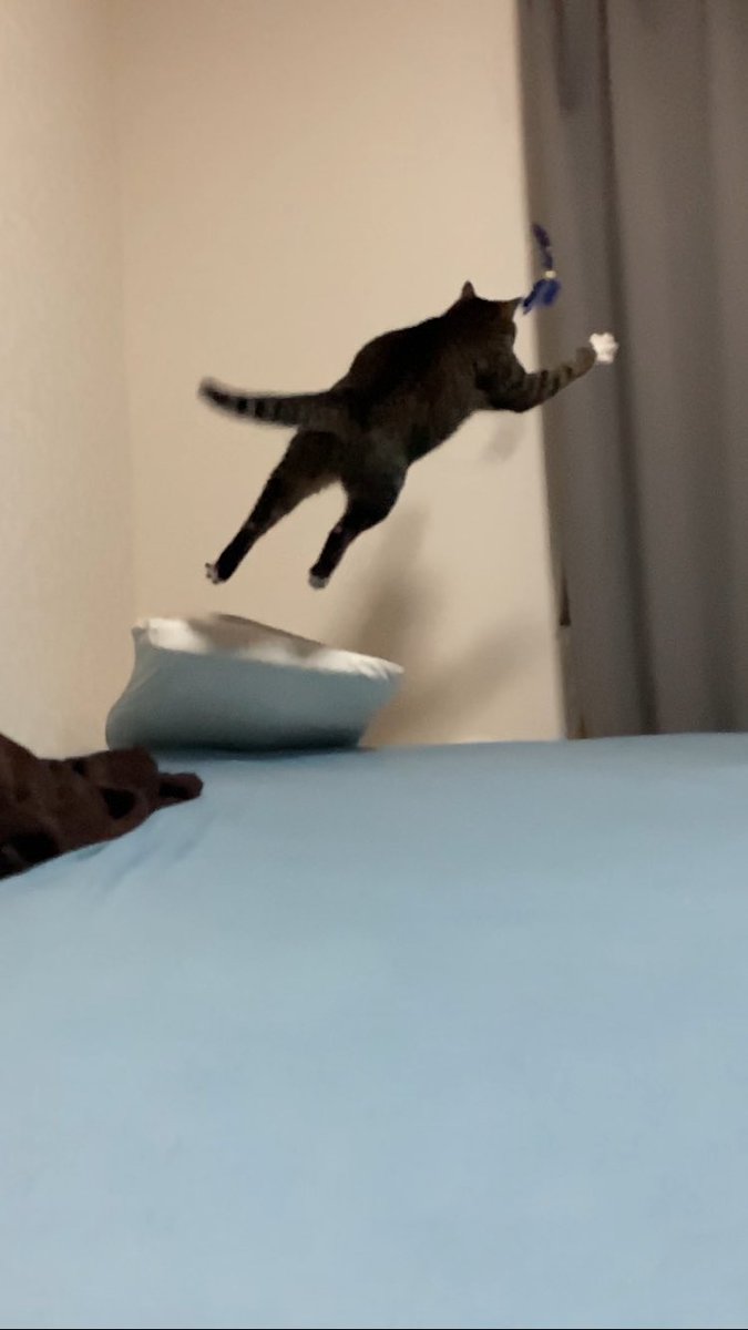 pekos ペコス (@pekos0604) / Posts / X