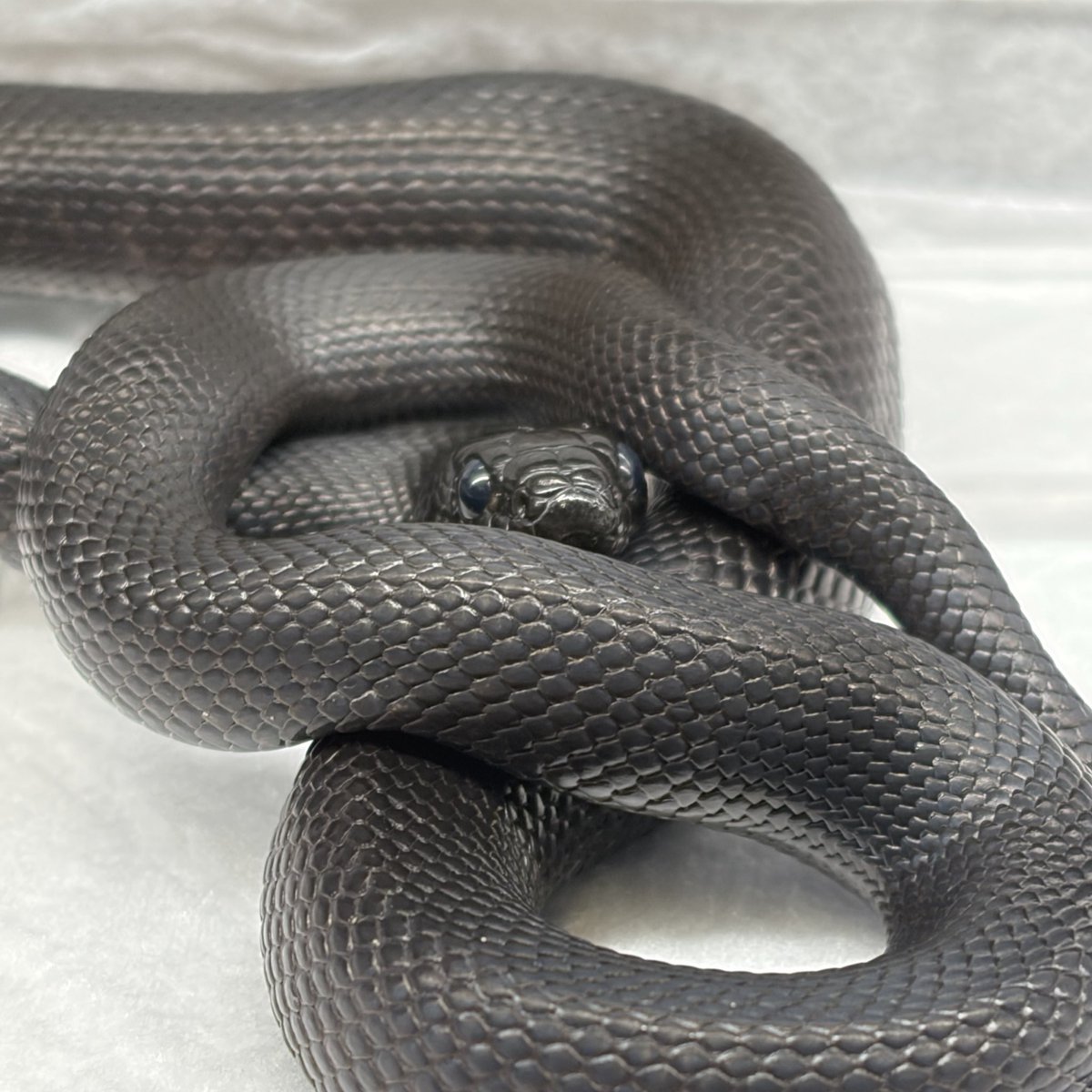 本日も13時〜20時で営業中✨

【本日の餌在庫状況】

活餌→コオロギSS欠品中⚠️
冷凍餌→ファジー欠品中🙅‍♀️

店内暖かくなっております🫶
ご来店お待ちしております😊
 #リチャードソンジリス
 #ハムスター
 #レオパ
 #レオパードゲッコー
 #ヒョウモントカゲモドキ
 #メキブラ