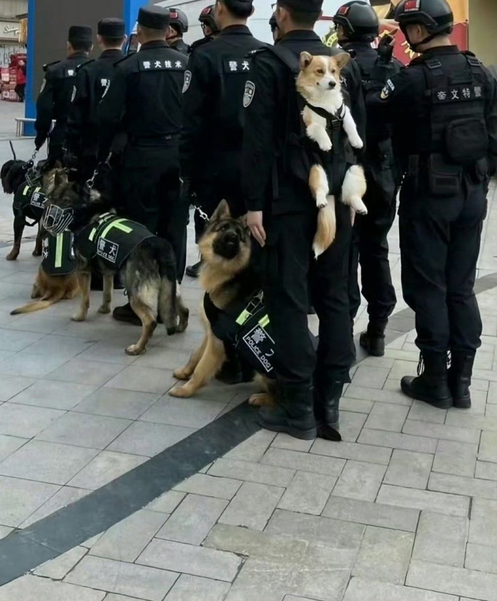 snsnokyoufu's tweet photo. 他の警察犬はリードなのにコーギーだけ背中におんぶされてたの見て https://t.co/MGXYZfmCmR