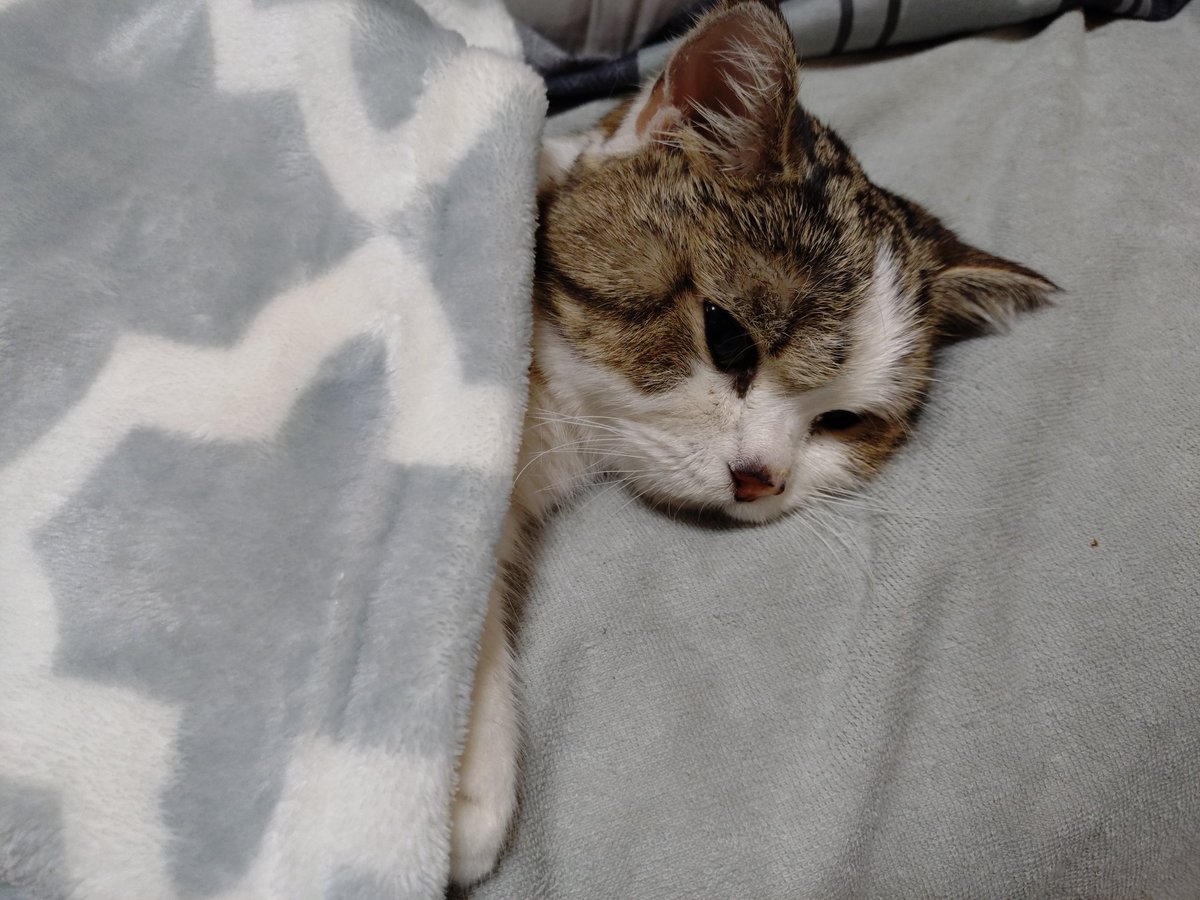 のんちゃんは、おトイレも立つ事が難しくなってきました。お腹を蒸しタオルで拭いてキレイにするのですが、うんちはキレイに取れず…どなたか、身体に負担をかけずに綺麗にしてあげる方法はありませんでしょうか？お知恵をお貸し下さい。お願いします。