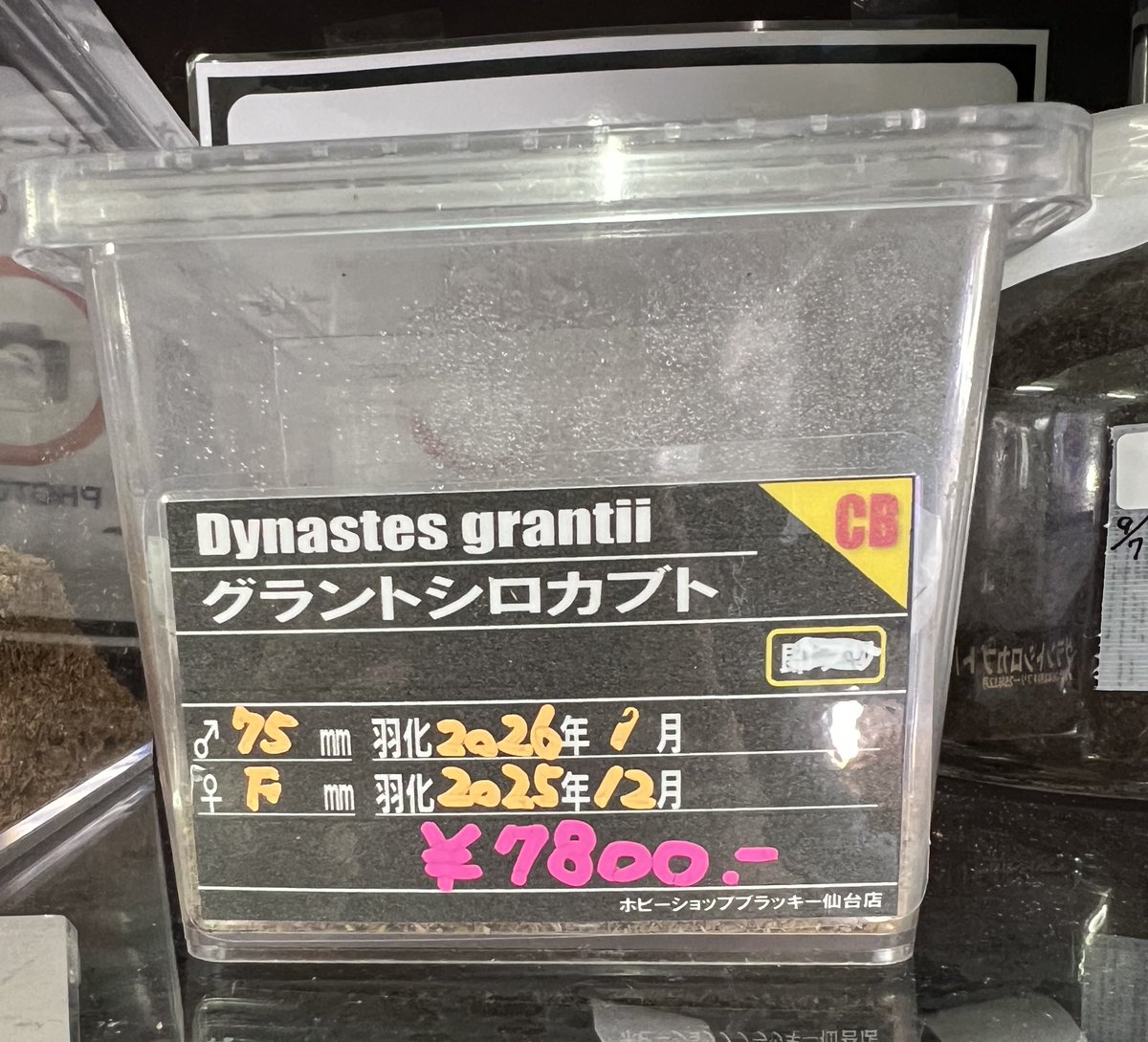 在庫確認中です❁︎ Post by ブラッキー クワカブ専門店 on X: 残り1ペアです。