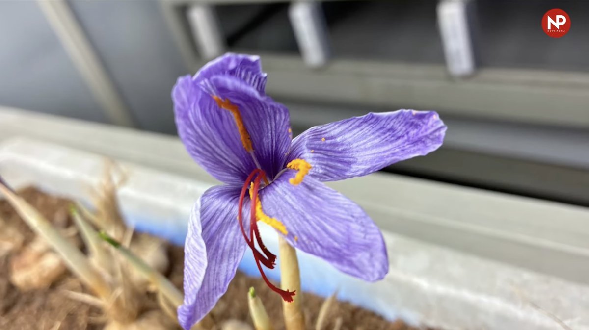PotliNews's tweet image. क्या घर में केसर उगाकर कमाई की जा सकती है? 
अगर हाँ, तो temperature और environment  कैसा होना चाहिए? 
देखिए और जानिए -youtu.be/Wg2aiR76u2M?si… 

#NewsPotli #indoor #farming #Saffron