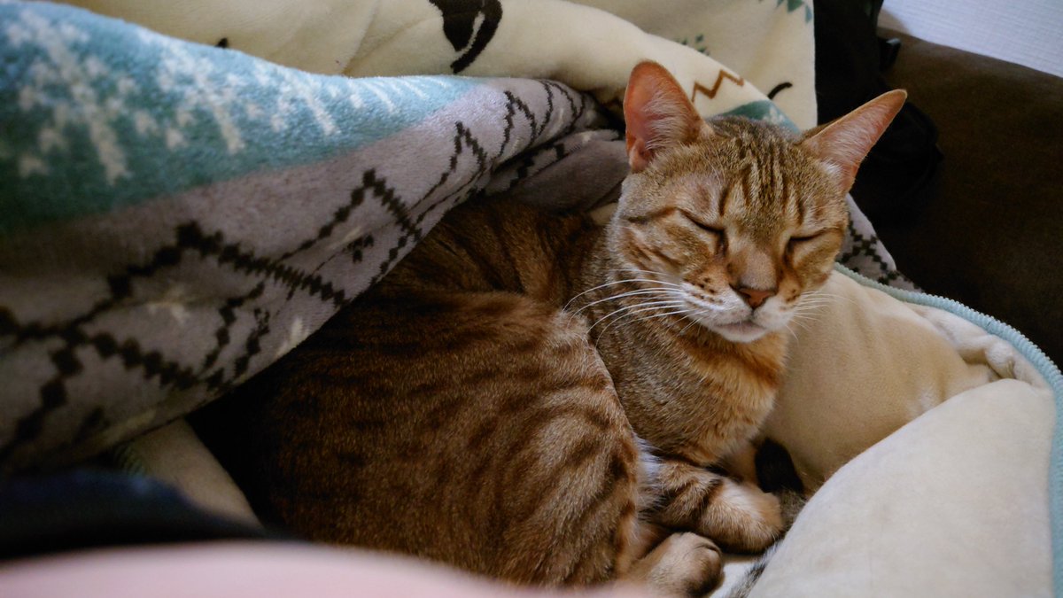 ZeppJam's tweet image. 昨日の夜、こたつゾーンで眠る猫が可愛くてうっかり一緒に寝てしまって、いま腰がすごく痛い