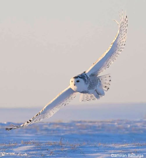 Увсаас зурагчин Damiran Battulga-ийн авсан цэвдэгийн цагаан ууль гээд ховор шувууны зураг. 
Хүн төрөлхтөн онгоцыг зохион бүтээхдээ жигүүртнээс санаа авсан бх. 
Энэ шувуу гэтэл онгоц шиг харагдаад бх юм. Үнэхээр үзэсгэлэнтэй гоё шувуу ажээ.