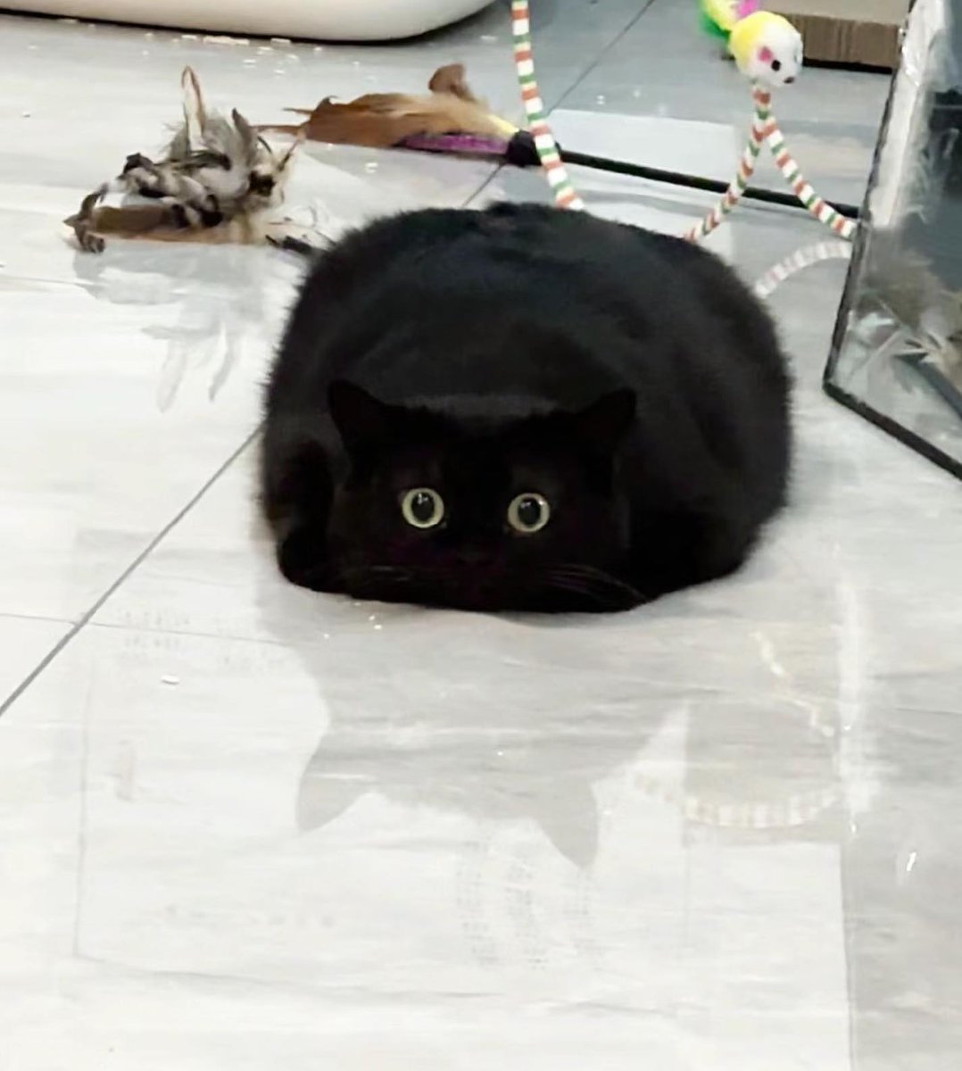 Punch Cat tweet media