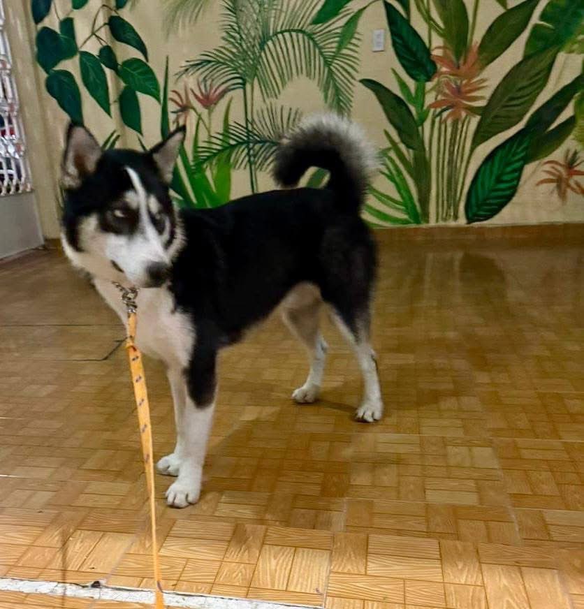 🟢 ¿ME ADOPTAS?
¡Me llamo Ghost! Conoce más 👇🏻

♂️ Macho | 1 añito | mediano
✅ Desparasitado, vacunado y esterilizado
💟 Convive con perritos
🇲🇽 Adopción en CDMX y Edomex

☎️ ¡Conóceme!
Con Mar ☺️
Wa.me/525633179845 🐾