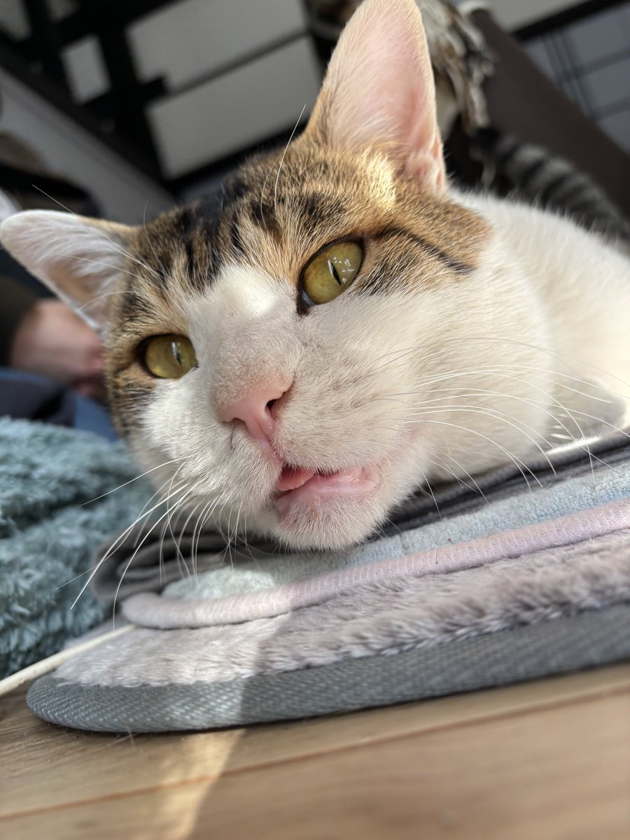 実家のたまちゃん🐈 ＃猫