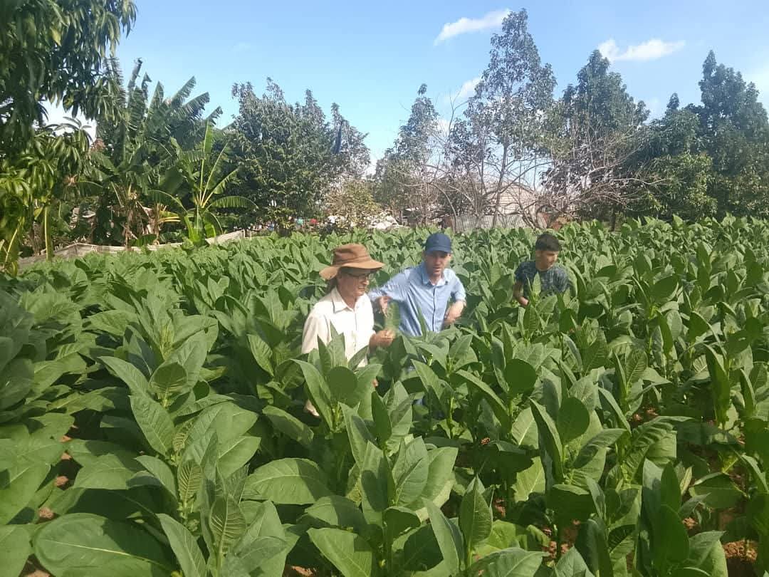 Productores tabacaleros de San Juan Y Martínez, comprometidos con cumplir el plan de siembra de la actual campaña, cierran la semana con más de 2 mil 200 hectáreas plantadas de  Tabaco.
 #CampañaTabacalera25-26 #AgriculturaCubana