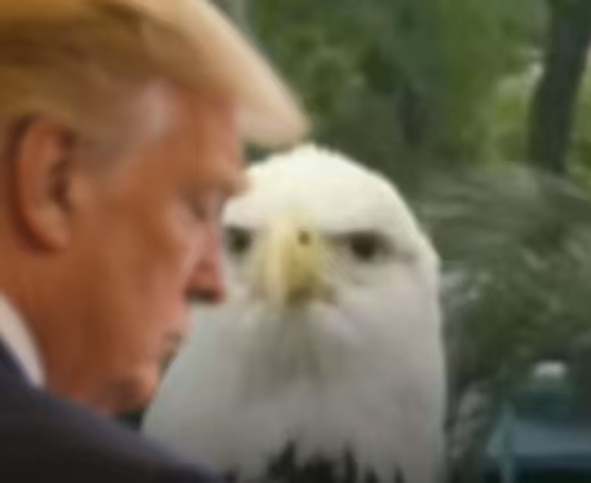 BIGDON tweet media
